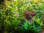 Aquarium Pflanzen Foto