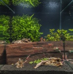 Nano Aquarium Foto