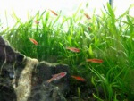 Nano Aquarium mit Moskitobärblingen Foto
